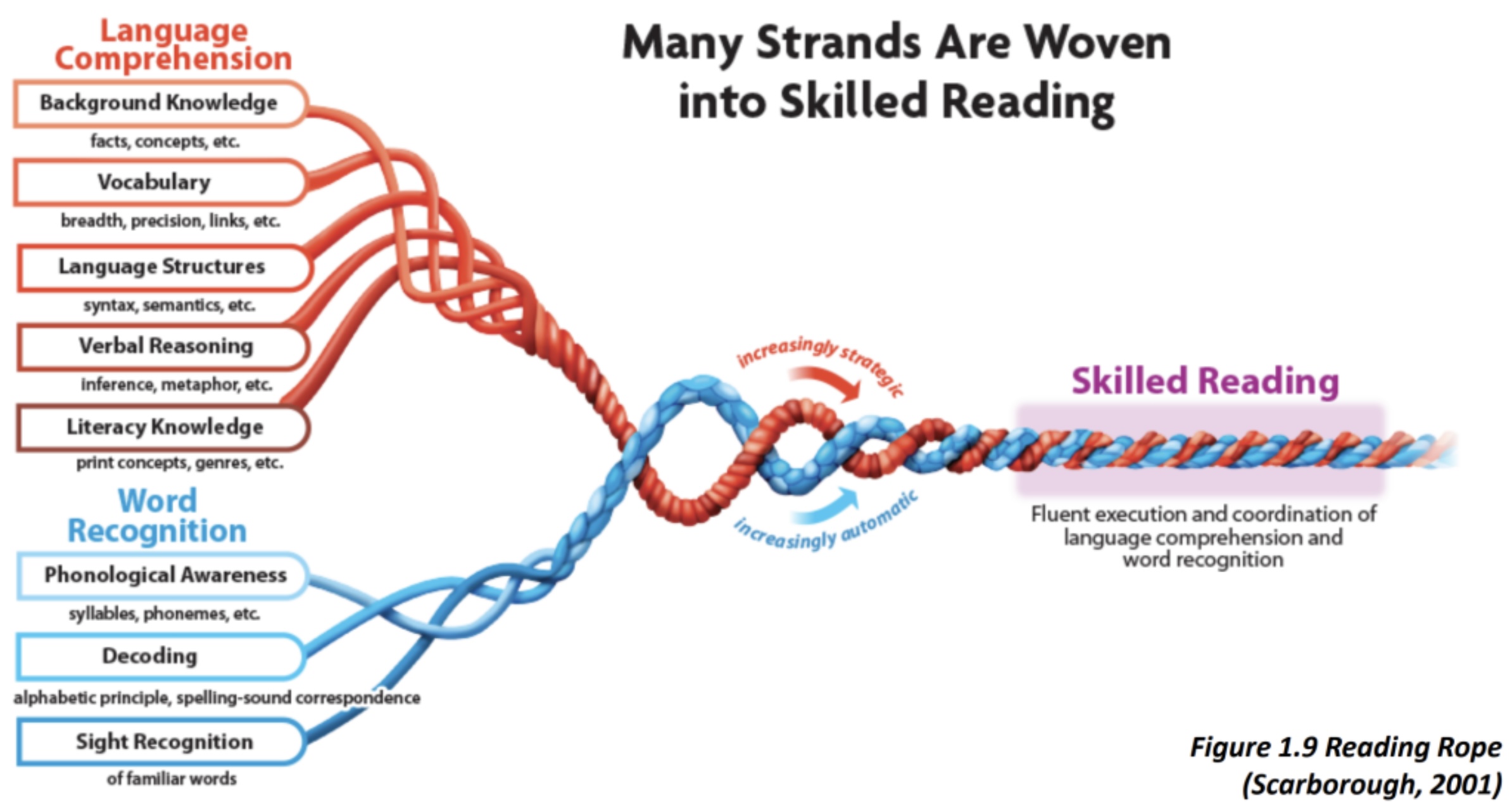 Science of reading and Scarborough’s Reading Rope